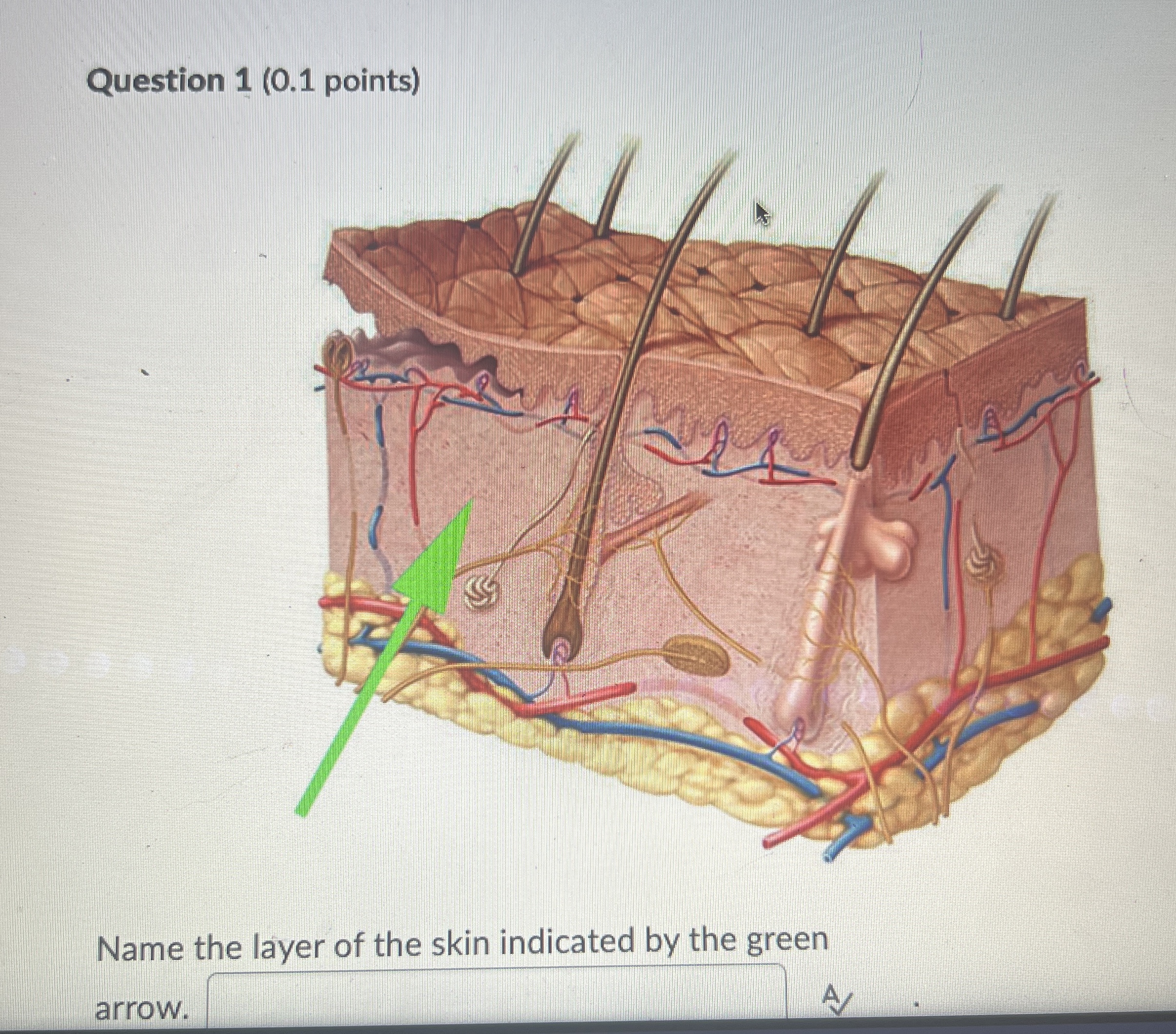 Solved Question 1 (0.1 ﻿points)Name the layer of the skin | Chegg.com