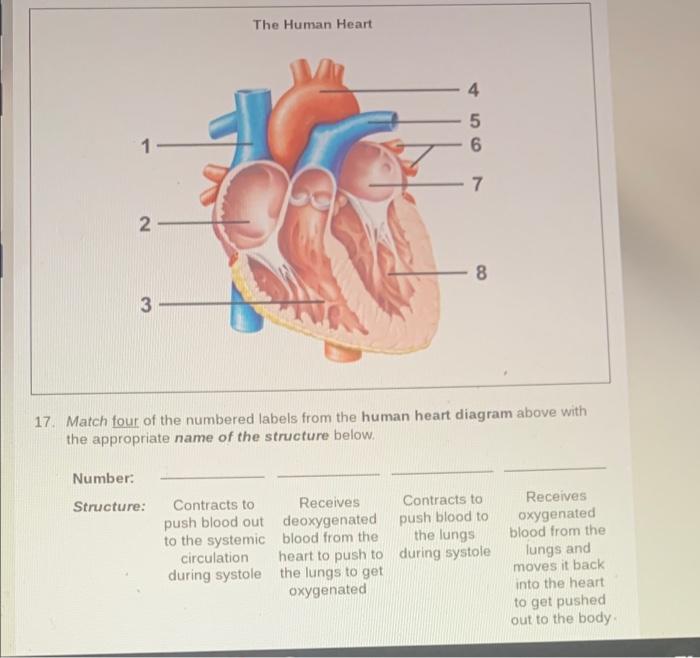 human heart diagram without labels