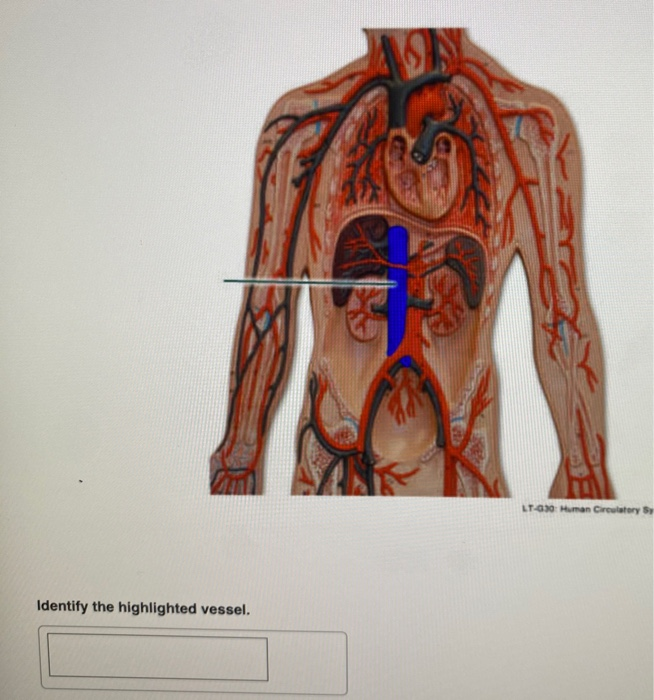 Solved LT030 Human Circulatory System Identify the