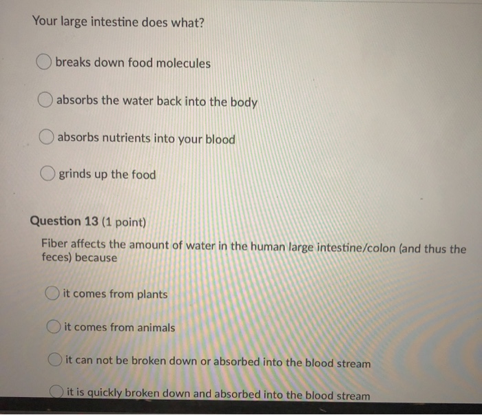 solved-your-large-intestine-does-what-breaks-down-food-chegg