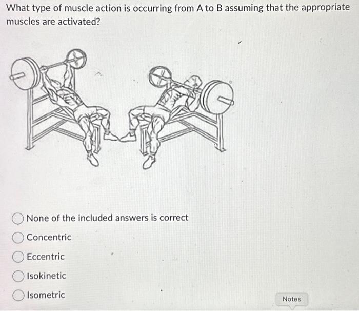 Solved What Type Of Muscle Action Is Occurring From A To B | Chegg.com