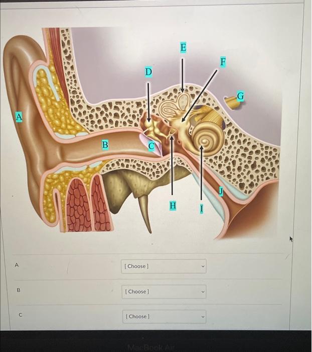 Solved (auditory tube, stapes, external auditory canal, | Chegg.com