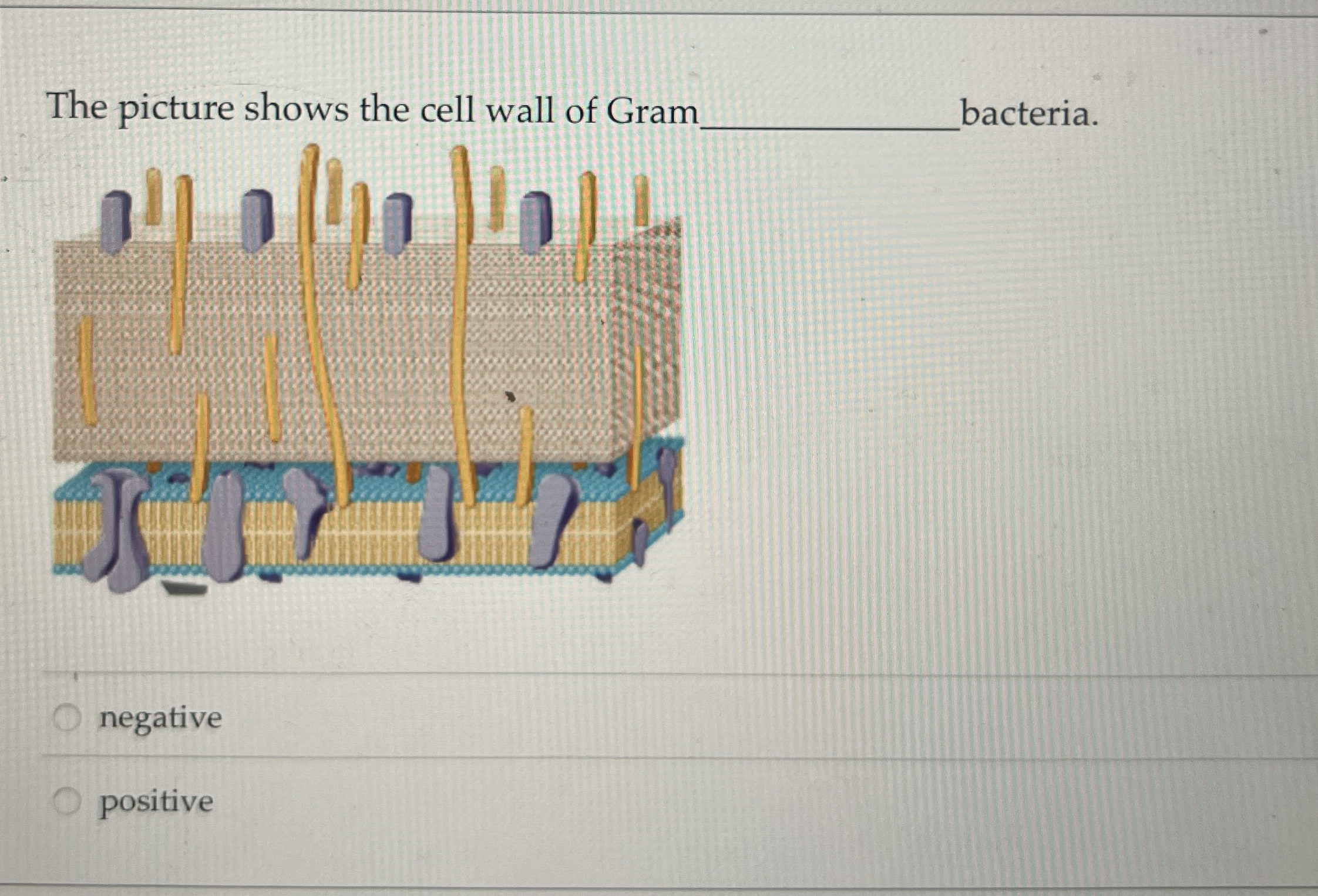 Solved The picture shows the cell wall of Gram