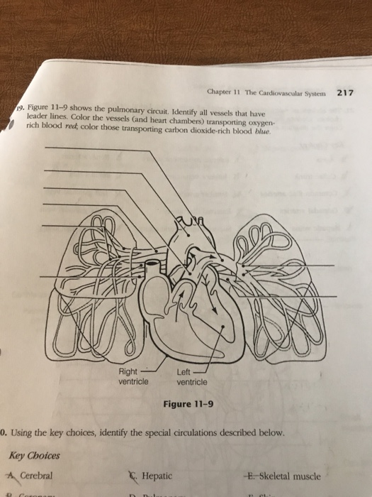 13 Chapter 11 Cardiovascular System Answers EireannAdil