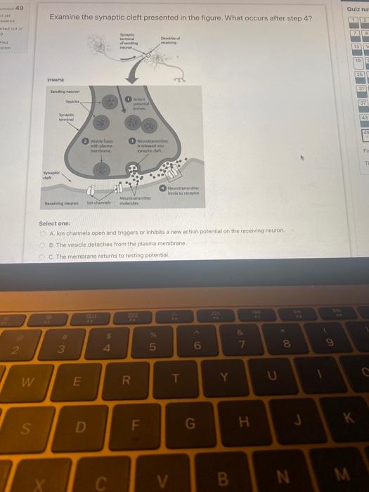 Solved 49 Quit na Examine the synaptic cleft presented in | Chegg.com