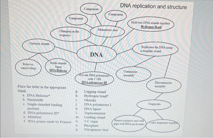 Solved Dna Replication And Structure Concept Map Chegg Com   Image