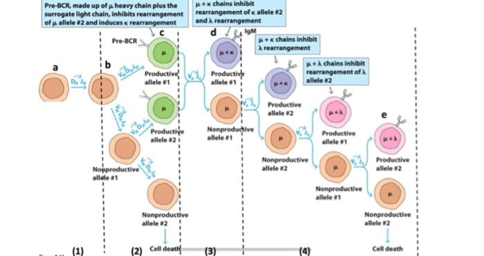 Solved Pre-BCR, made up of a heavy chain plus the surrogate | Chegg.com