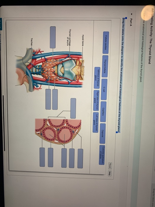 Solved Art-beling Activity: The Thyroid Gland Drag The Label | Chegg.com