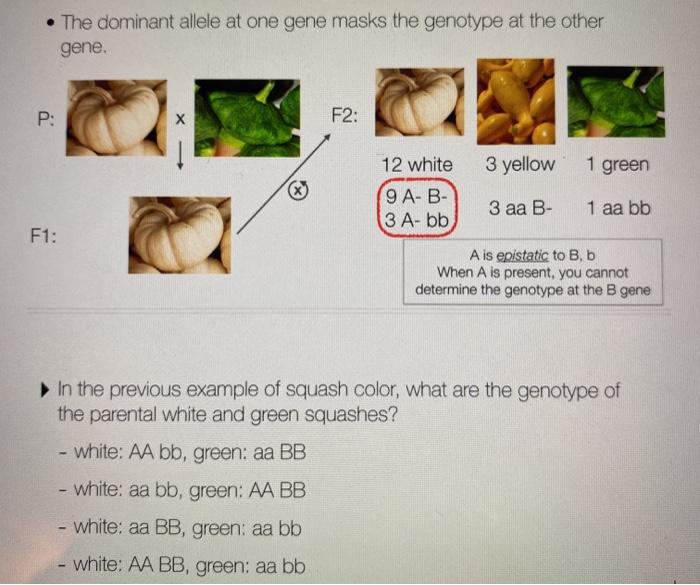 Solved • The dominant allele at one gene masks the genotype | Chegg.com