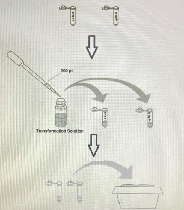 Solved Activity 1: Transformation of E. coli with PGLO Two | Chegg.com