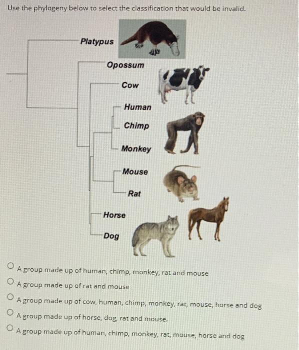 Solved Use the phylogeny below to select the classification 
