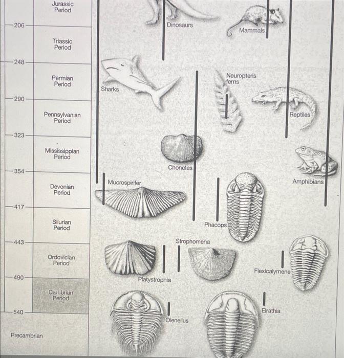 Solved if you found a sedimentary layer with a diverse | Chegg.com