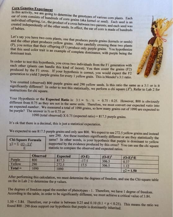 Solved Corn Genetics Experiment In This Activity We Are Chegg Com