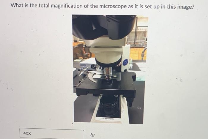 Solved What is the total magnification of the microscope as | Chegg.com