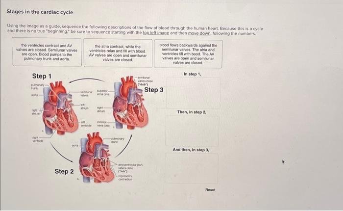 Solved Stages in the cardiac cycle Using the image as a | Chegg.com