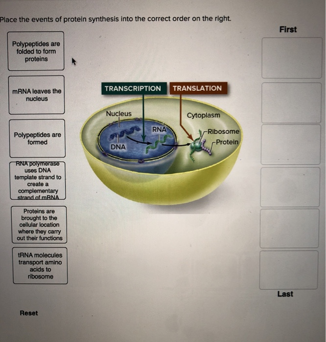 Solved place the events of protein synthesis into the | Chegg.com