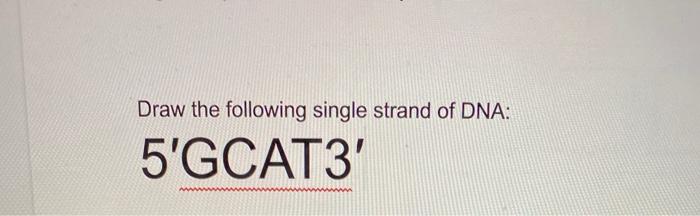 Solved Draw the following single strand of DNA: 5'GCAT3 | Chegg.com