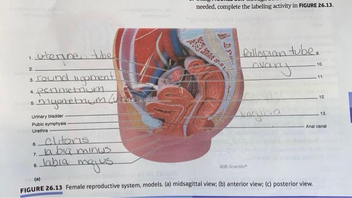 33 Label The Female Reproductive System 5): Structures Of Female