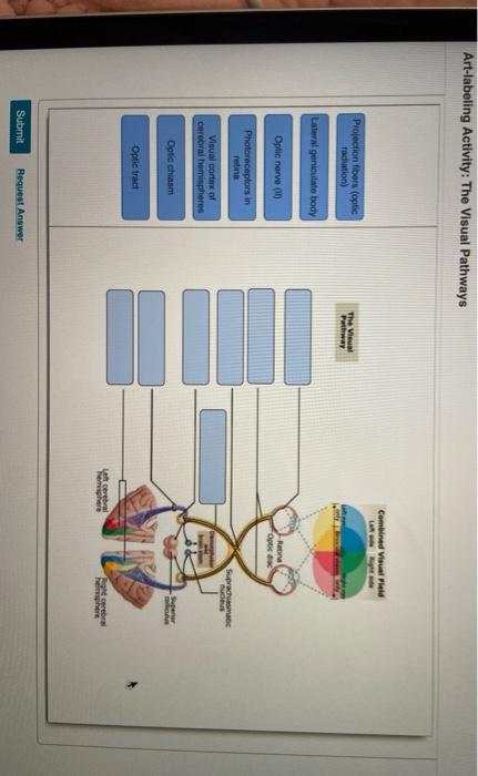 Solved Art-labeling Activity: The Visual Pathways Combined | Chegg.com