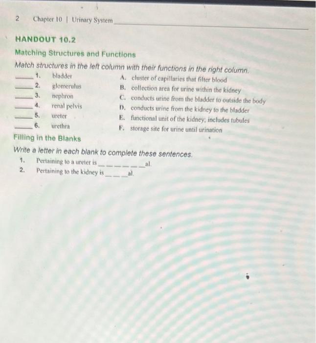 Solved Matching Structures And Functions Match Structures In | Chegg.com