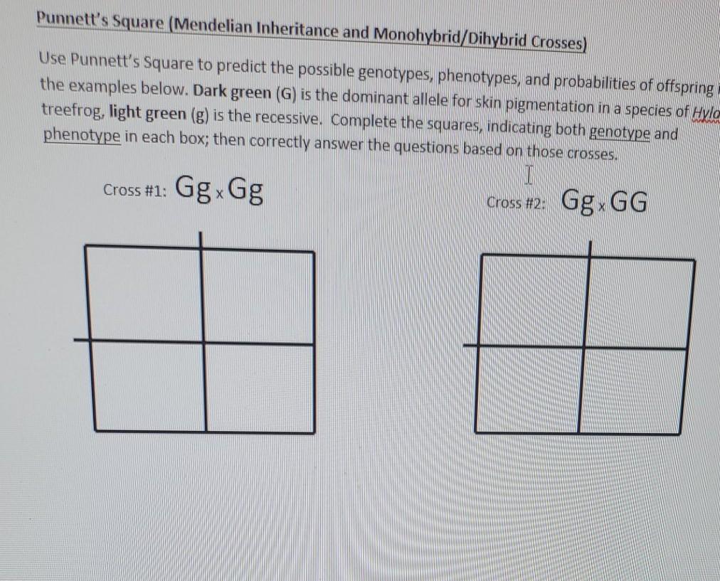 Solved Punnett S Square Mendelian Inheritance And Chegg Com