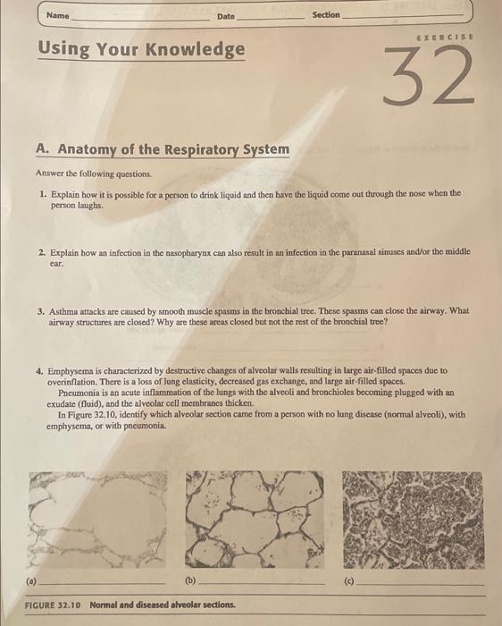 Using Your Knowledge
A. Anatomy of the Respiratory System
Answer the following questions.
1. Explain how it is possible for a