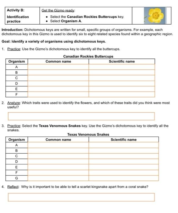 Cladogram Worksheet Answers Gizmo