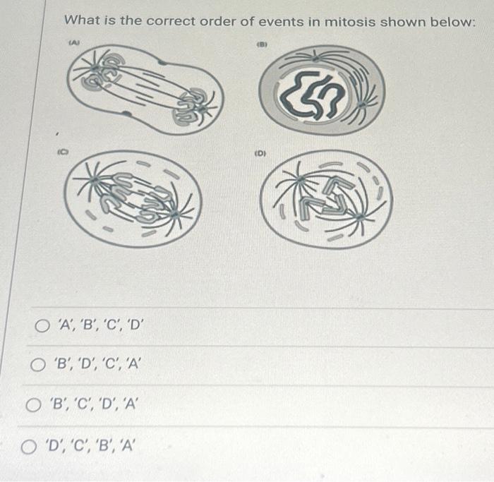Solved What Is The Correct Order Of Events In Mitosis Shown | Chegg.com