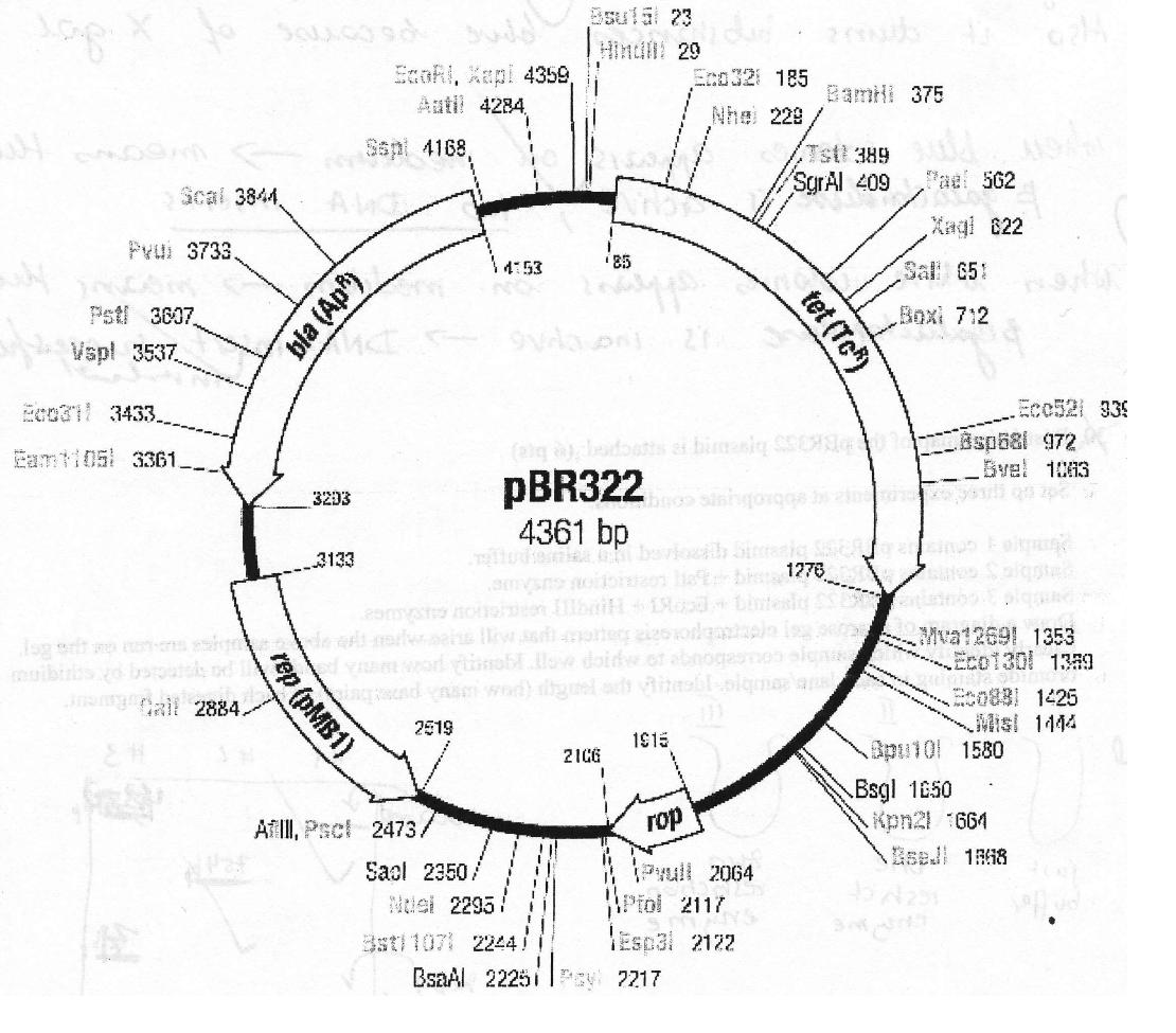 Refer to the restriction map of pBR322 plasmid:Set up | Chegg.com