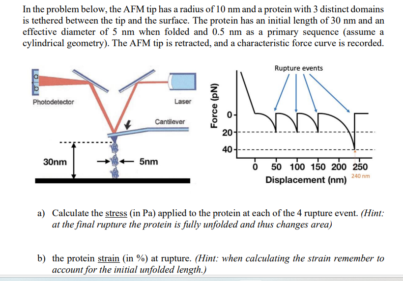 Solved In the problem below, the AFM tip has a radius of | Chegg.com