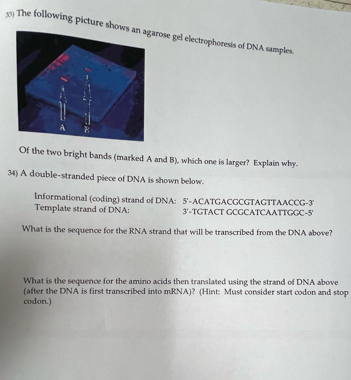 Solved The following picture shows an ar qrose gel | Chegg.com
