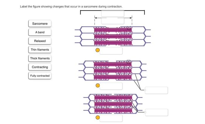 solved-label-the-figure-showing-changes-that-occur-in-a-chegg