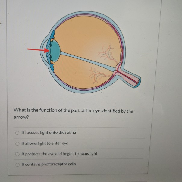 the point where light focuses on the retina is called