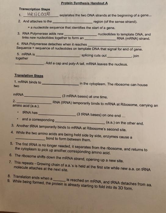Solved Protein Synthesis Handout A Transcription Steps 1.