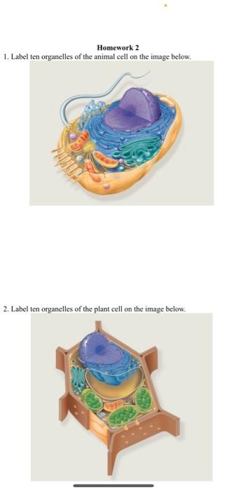 Solved Homework 2 1. Label ten organelles of the animal cell | Chegg.com
