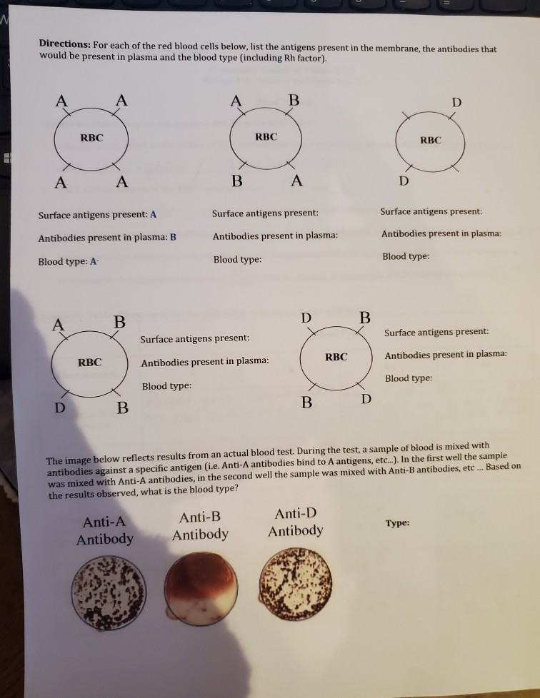 Solved Directions For each of the red blood cells below,