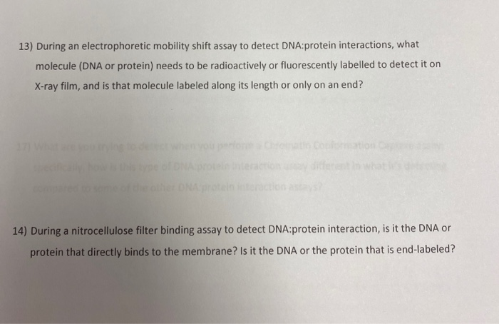 Solved 13) During an electrophoretic mobility shift assay to | Chegg.com