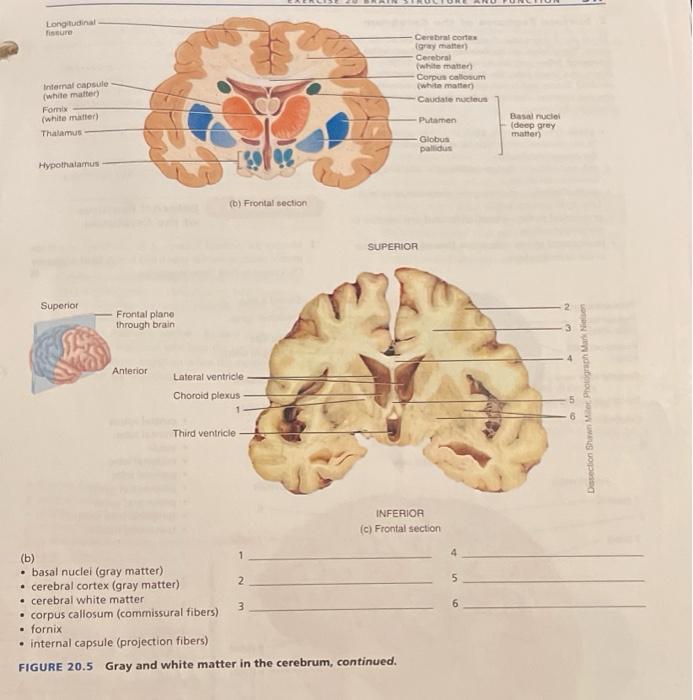 Solved 318 EXERCISE 20 BRAIN STRUCTURE AND FUNCTION 2. | Chegg.com