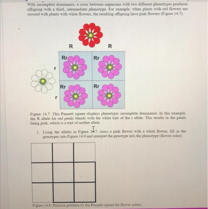 incomplete dominance punnett square