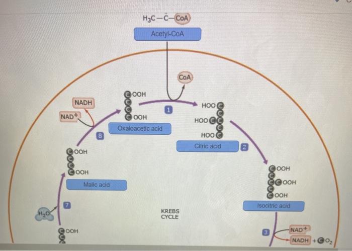 Solved Label the compounds produced in each step of the | Chegg.com