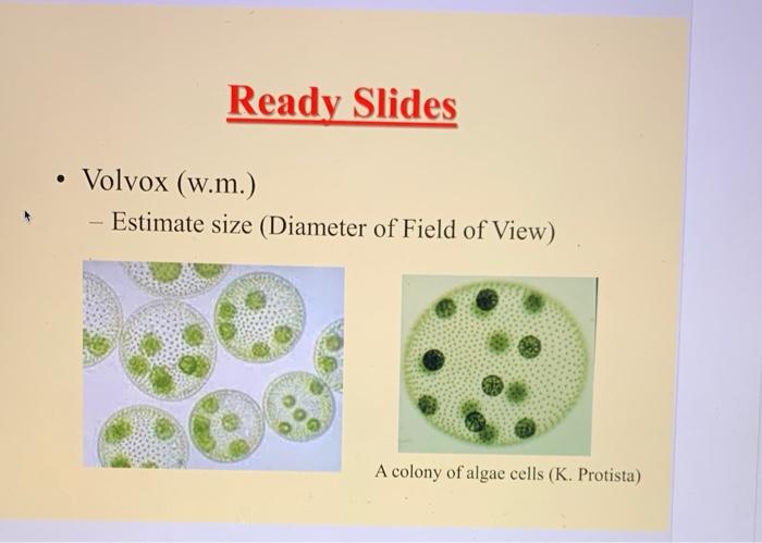 volvox microscope slide