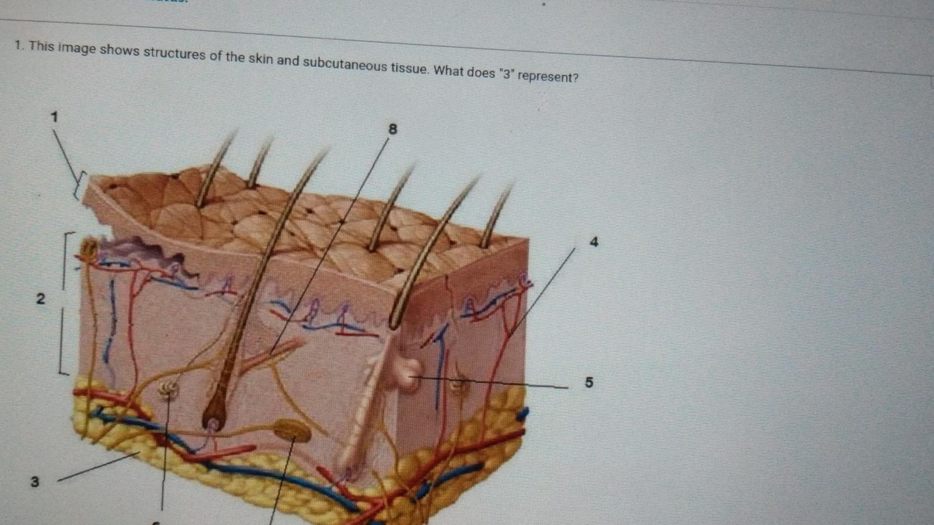 Solved 1. This image shows structures of the skin and | Chegg.com