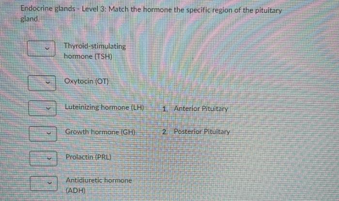Solved Other Endocrine Glands - Match the following | Chegg.com