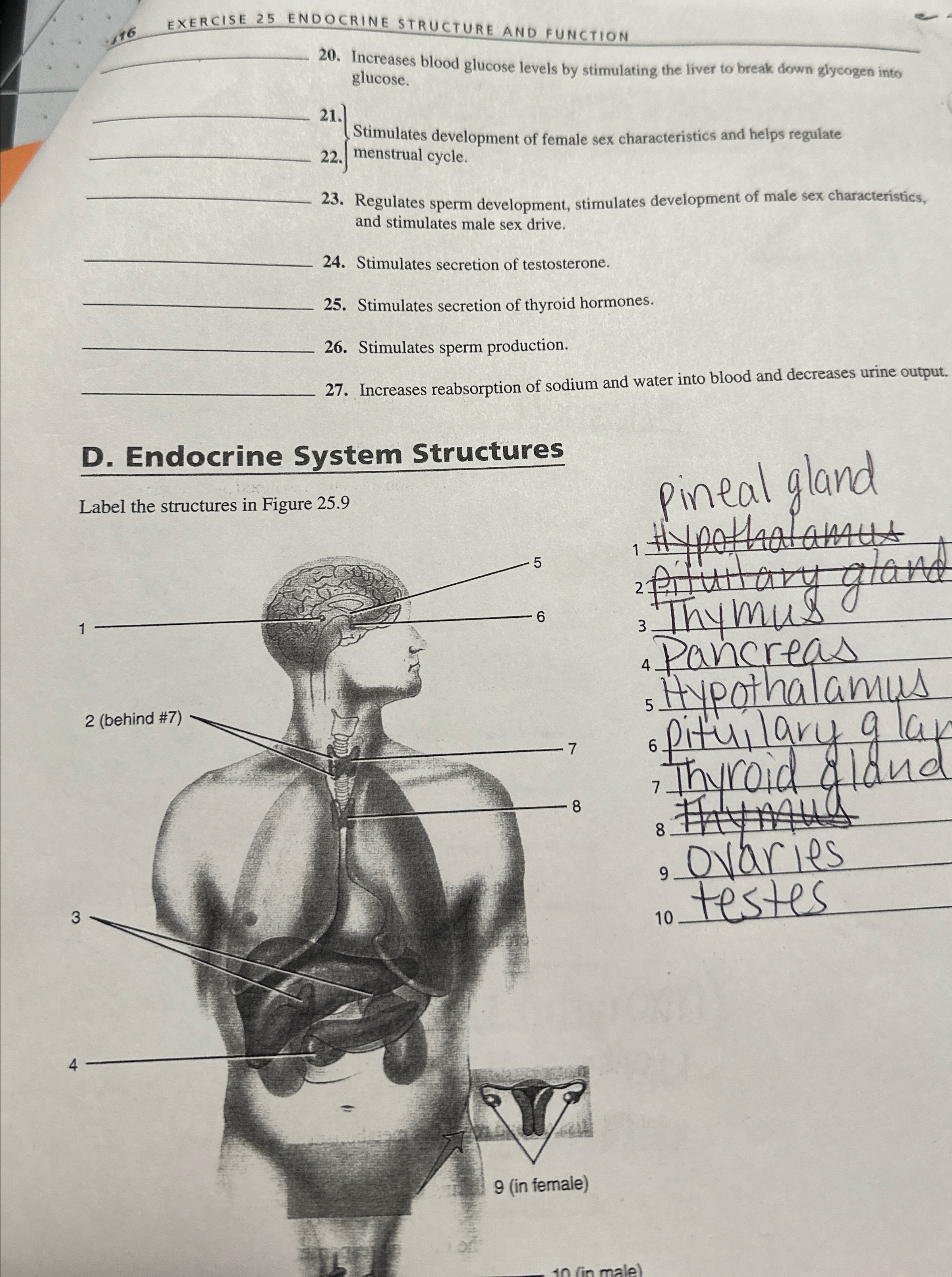 16EXERCISE 25 ﻿ENDOCRINE STRUCTURE AND FUNCTION20. | Chegg.com