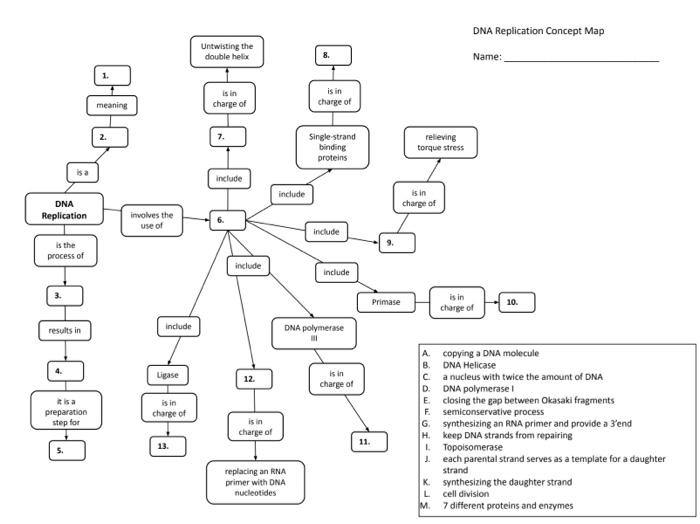 Solved DNA Replication Concept Map | Chegg.com