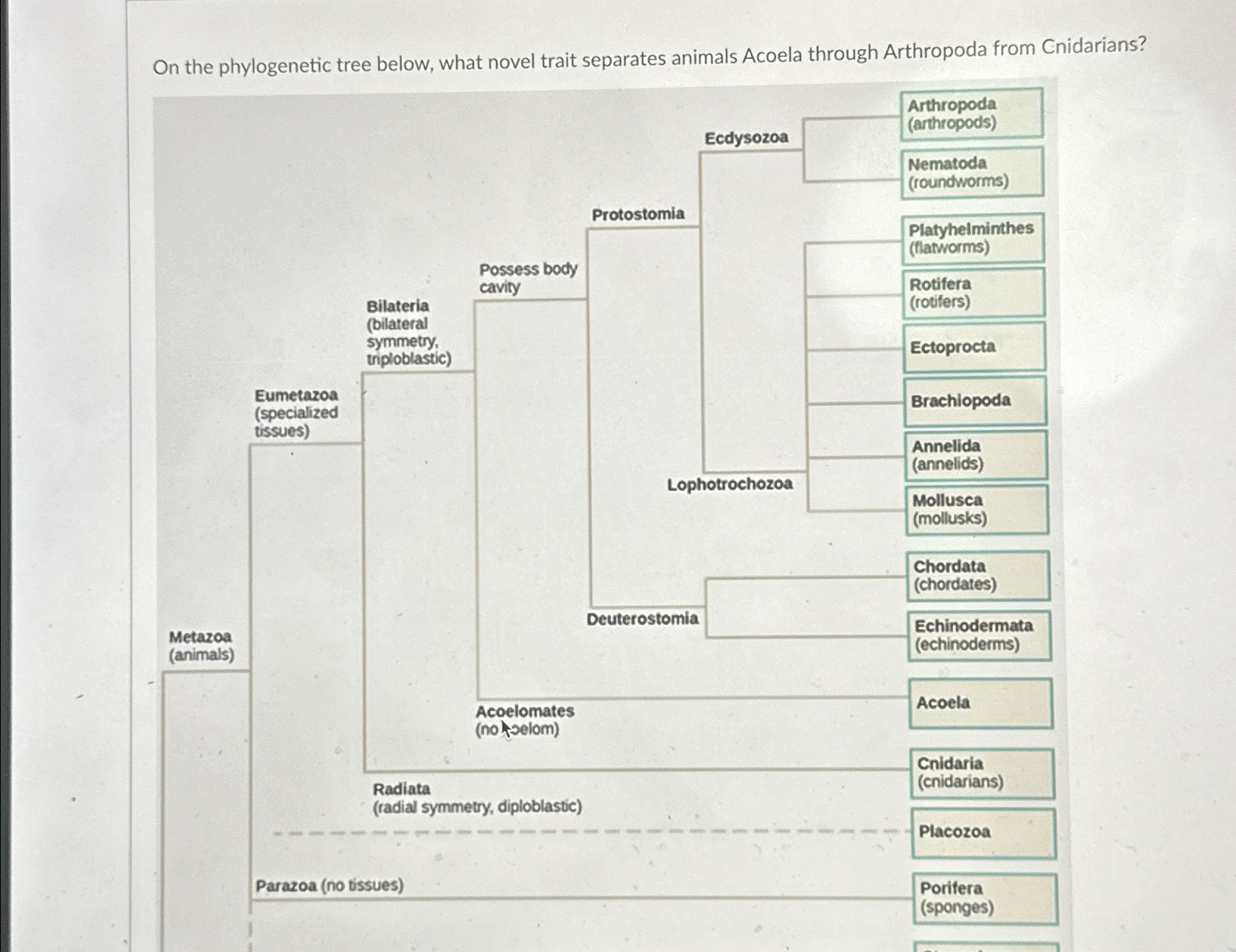 Solved On the phylogenetic tree below, what novel trait | Chegg.com