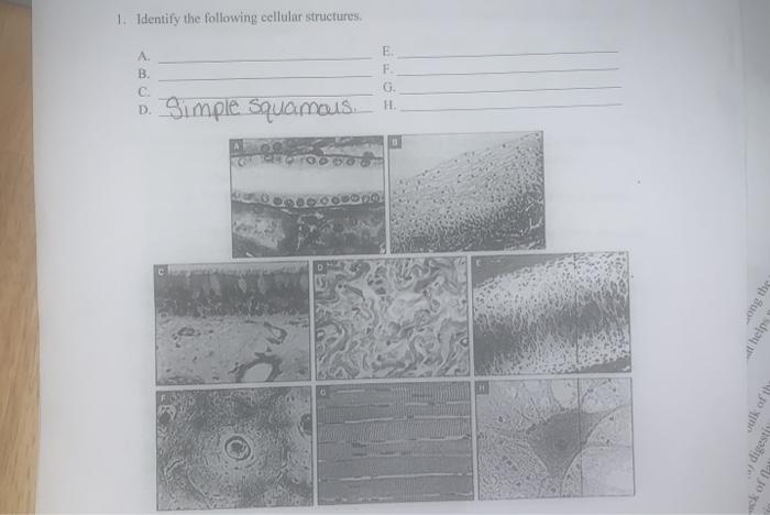 Solved 1. Identify the following cellular structures. E A B. | Chegg.com