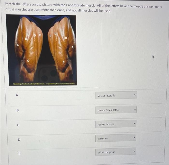 Solved Match the letters on the picture with their | Chegg.com