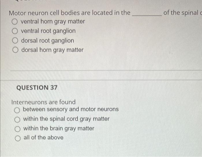 Solved Motor neuron cell bodies are located in the O ventral | Chegg.com