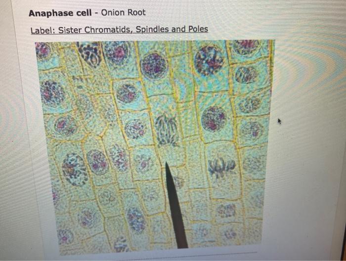 Solved For this assignment you will have a total of 5 | Chegg.com